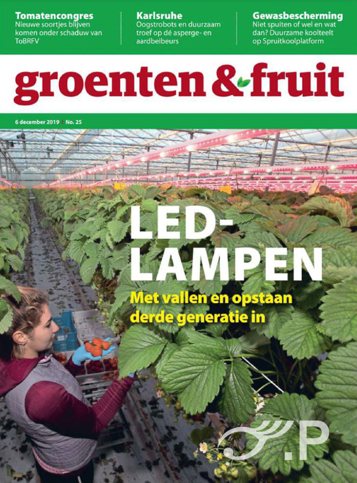 Ioana Larisa plukt aardbeien onder de rode gloed van LED-lampen in de kassen van Hereijgers in Rijsbergen
