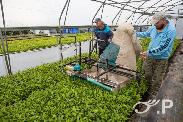 Medewerkers van Special Plant oogsten thee met een speciale machine in Zundert