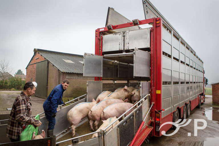 Varkens laden voor transport bij varkenshouderij Bervoets Bedaf in Baarle Nassau