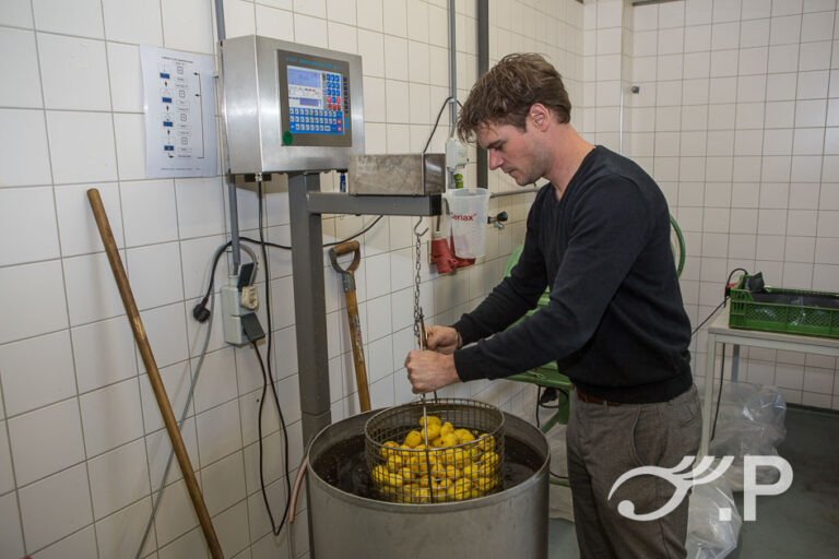 Kiemproeven op pootaardappelen bij van Iperen in Oude-Tonge