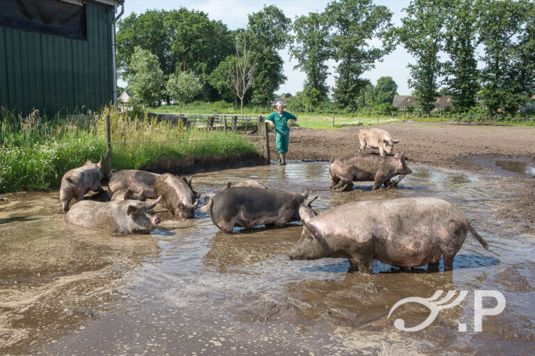 Varkens in de moderpoel bij Boer Bas in Rucphen