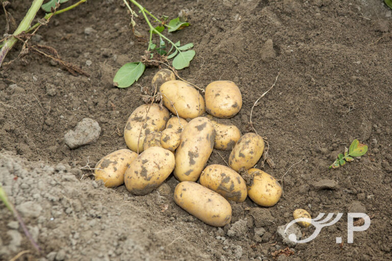 Akkerbouwer Maarten van Hal in Sint Kruis bekijkt zijn aardappelen die te lijden hebben gehad van de droogte afgelopen periode