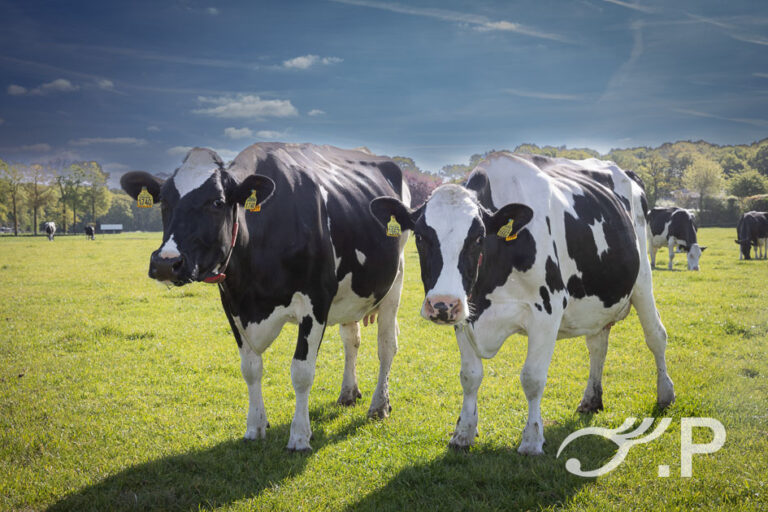 Melkveehouder Schouten in Doorwerth voor reportage over snelle lente rogge