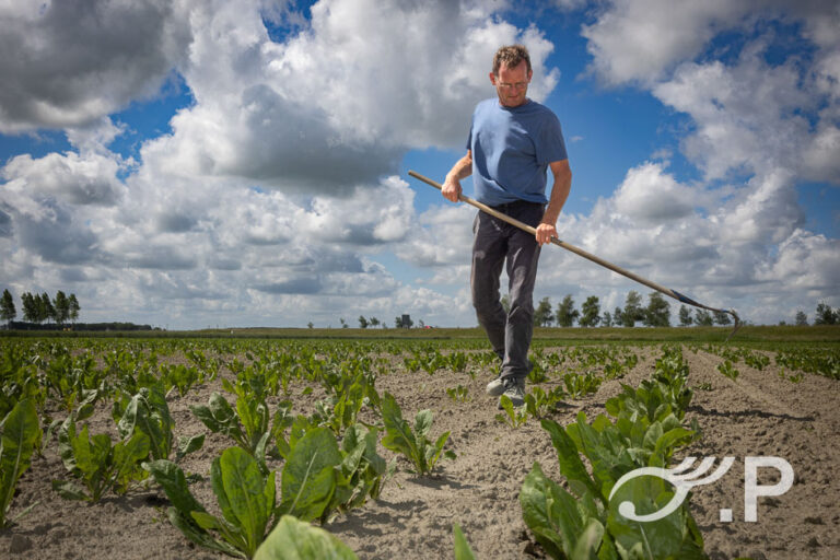 Akkerbouwer Hendrikse aan het wieden tussen zijn bieten op een veld in Kats