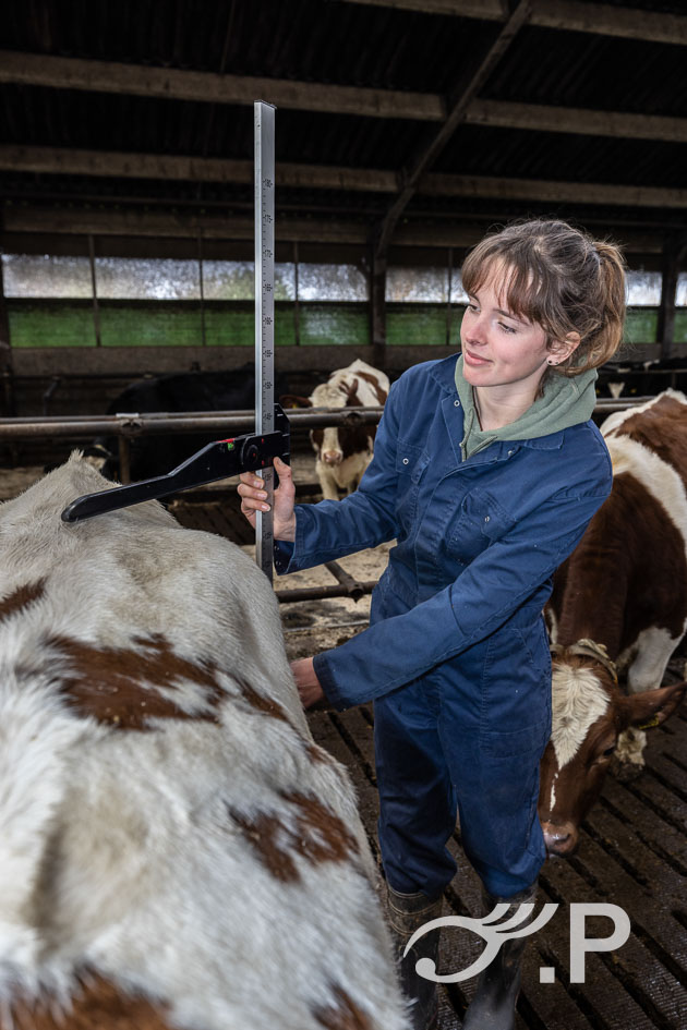 Jongveemeetster Ellis aan het werk bij melkveehouder Van den Brand in Hengstdijk